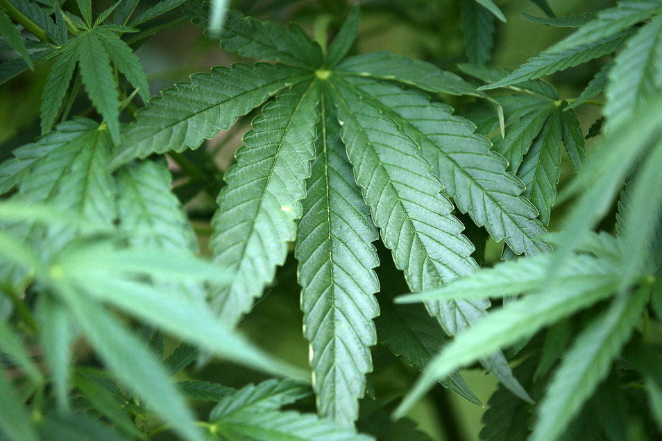 Cannabispflanzen in Radeberg entdeckt | Sächsische.de