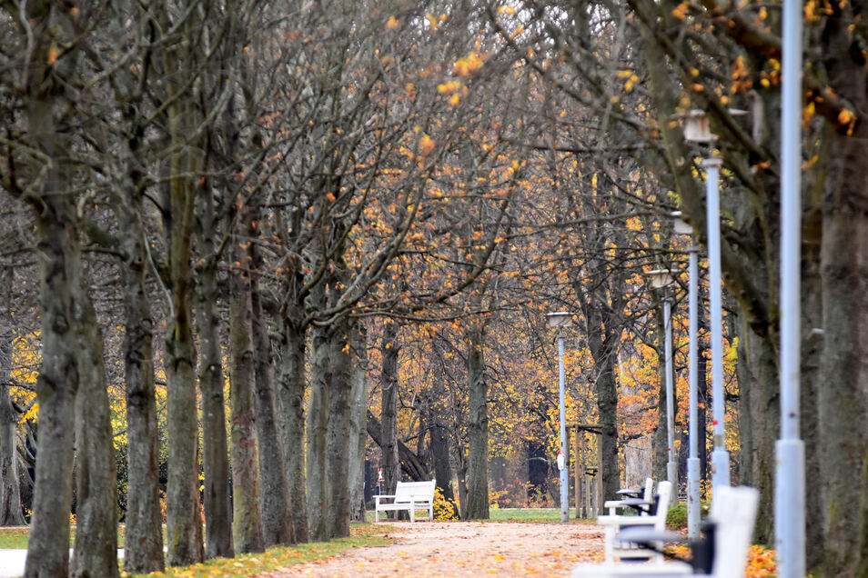 Neue Beleuchtung Fur Den Grossen Garten Sachsische De