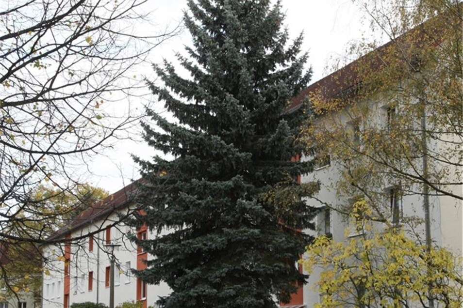 Welcher Baum soll den Weihnachtsmarkt schmücken